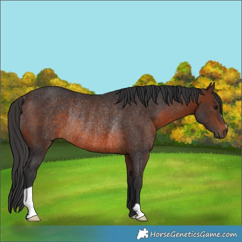 Horse Color:Brown Rabicano