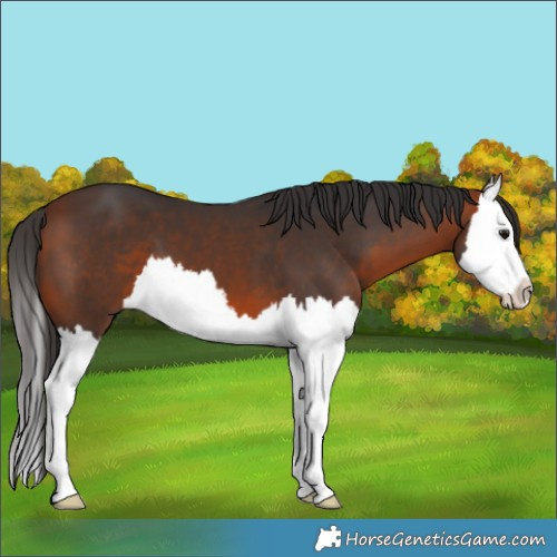 Horse Color:Bay Splash
