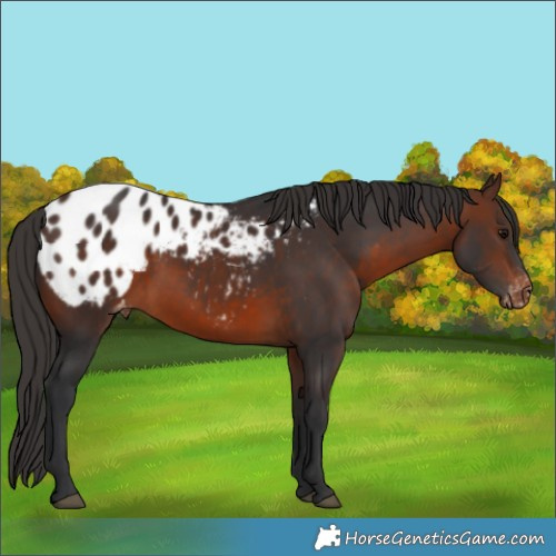 Horse Color:Brown Appaloosa 