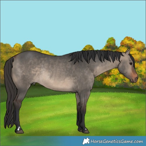 Horse Color:Bay Dun Rabicano 