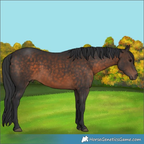 Horse Color:Brown 