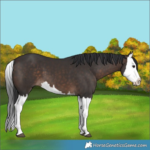 Horse Color:Brown Splash 
