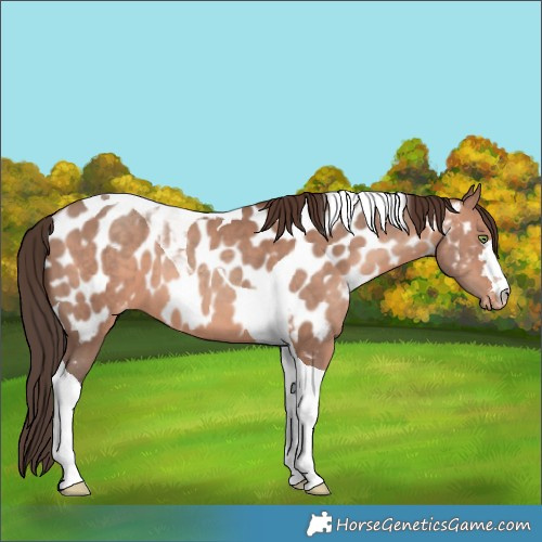 Horse Color:Sable Champagne Tobiano Appaloosa 