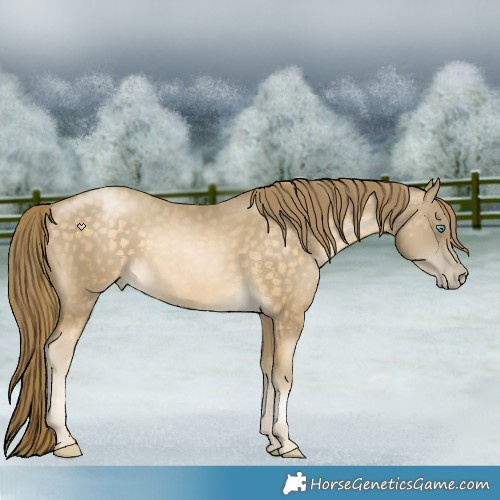 Horse Color:Buckskin Pearl 
