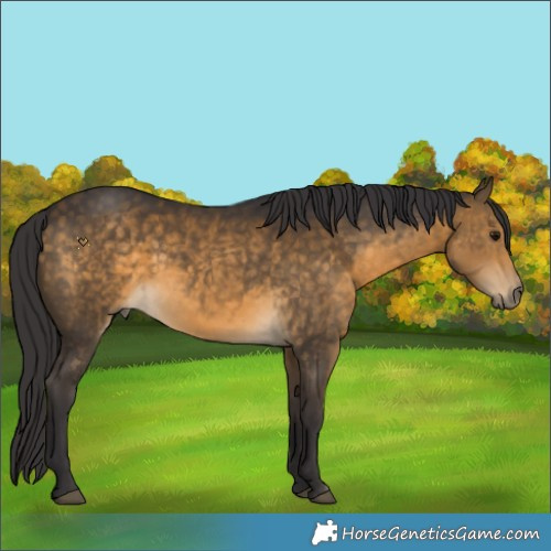 Horse Color:Buckskin