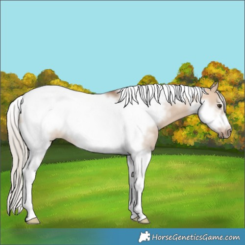 Horse Color:Silver Bay Dun Tobiano Frame Rabicano