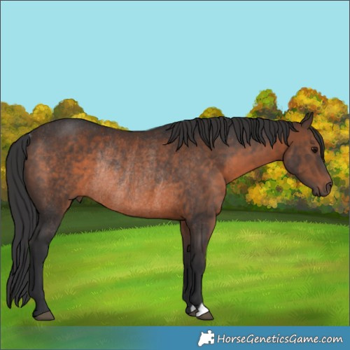 Horse Color:Brown Rabicano