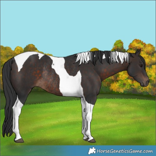 Horse Color:Brown Tobiano Rabicano 