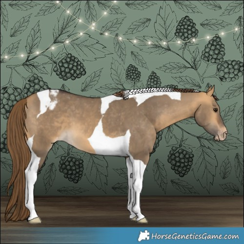 Horse Color:Buckskin Dun Tobiano Appaloosa 