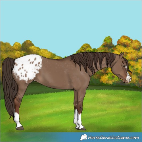 Horse Color:Liver Red Dun Appaloosa