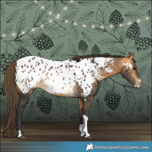 Horse Color:Buckskin Tobiano Appaloosa 