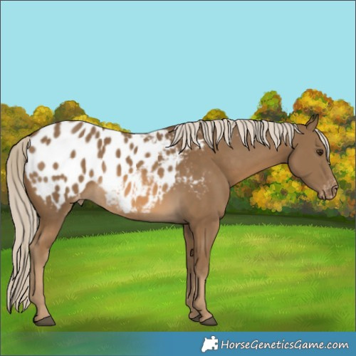 Horse Color:Chocolate Palomino Appaloosa