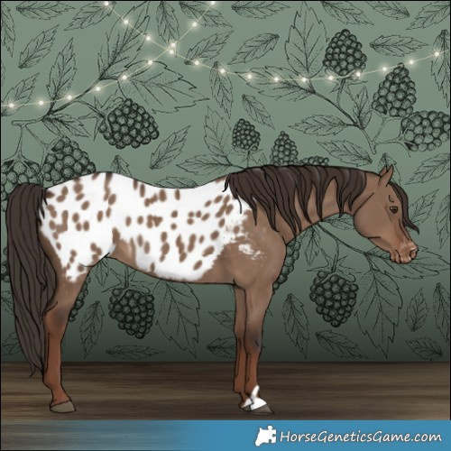 Horse Color:Liver Red Dun Appaloosa 