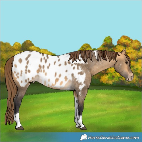 Horse Color:Buckskin Dun Tobiano Appaloosa
