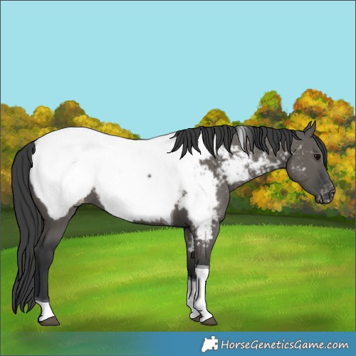 Horse Color:Grullo Tobiano Appaloosa