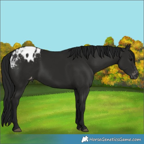 Horse Color:Gray Black Appaloosa