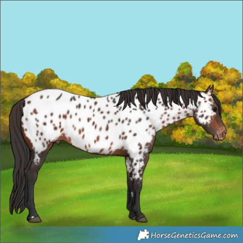Horse Color:Bay Appaloosa