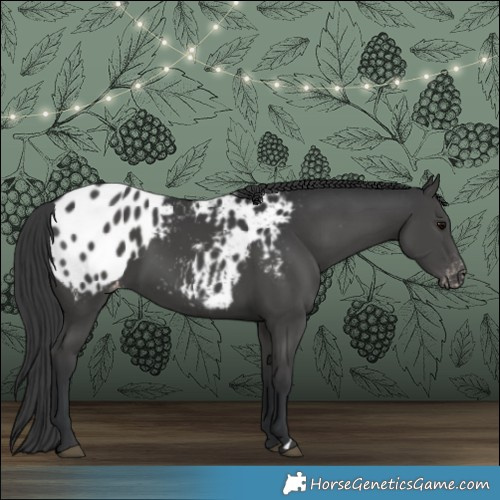 Horse Color:Black Appaloosa