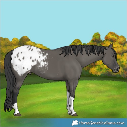 Horse Color:Grullo Tobiano Appaloosa 
