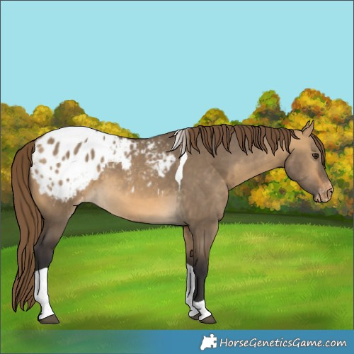 Horse Color:Buckskin Dun Tobiano Appaloosa