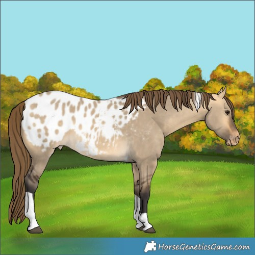 Horse Color:Buckskin Dun Tobiano Appaloosa 