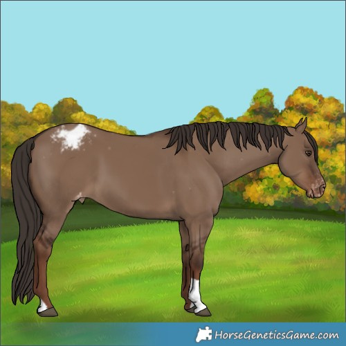 Horse Color:Liver Red Dun Appaloosa 