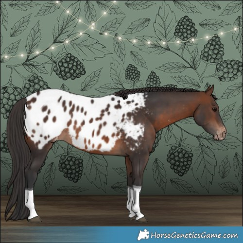 Horse Color:Brown Tobiano Appaloosa