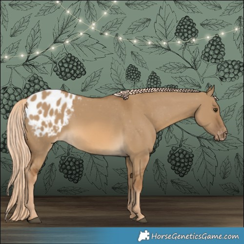 Horse Color:Chocolate Palomino Dun Appaloosa 