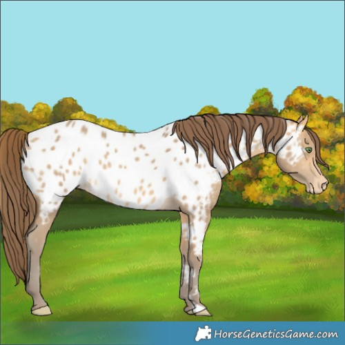 Horse Color:Sable Cream Champagne Appaloosa 