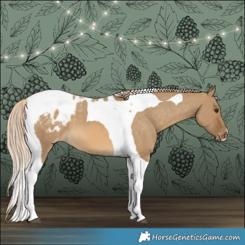 Horse Color:Chocolate Palomino Dun Tobiano Appaloosa