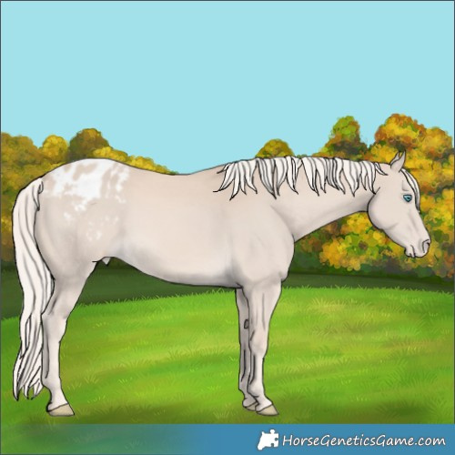 Horse Color:Cremello Appaloosa 