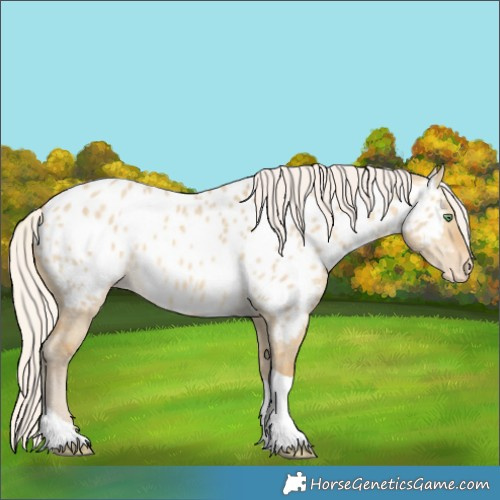 Horse Color:Silver Sable Cream Champagne Dun Tobiano Appaloosa