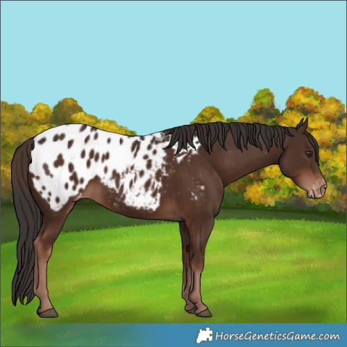 Horse Color:Liver Chestnut Appaloosa