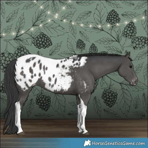 Horse Color:Grullo Tobiano Appaloosa 