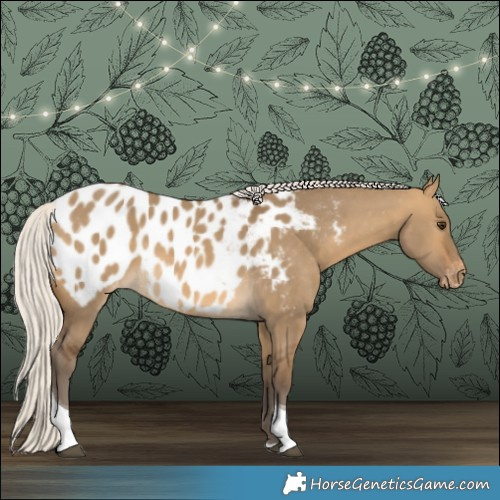 Horse Color:Silver Buckskin Dun Tobiano Appaloosa 