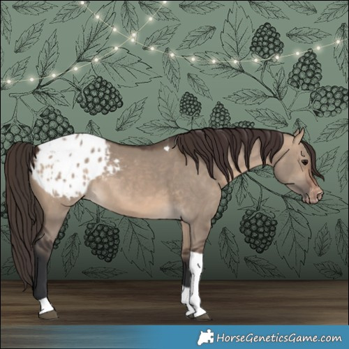 Horse Color:Brown Dun Tobiano Appaloosa 
