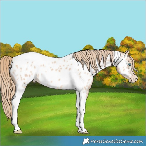 Horse Color:Perlino Tobiano Appaloosa 