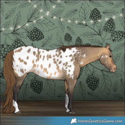 Horse Color:Buckskin Dun Tobiano Appaloosa 