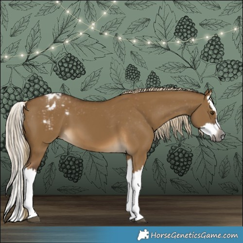 Horse Color:Gray Chocolate Palomino Dun Splash Appaloosa 
