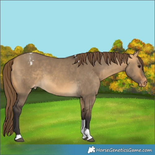 Horse Color:Buckskin Dun Tobiano Appaloosa