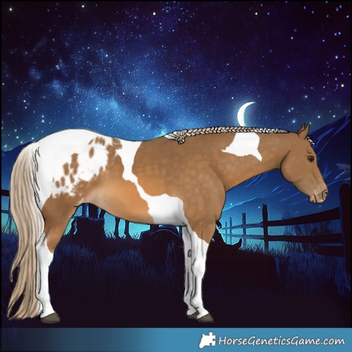 Horse Color:Chocolate Palomino Tobiano Appaloosa 