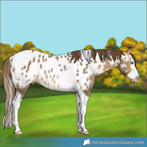 Horse Color:Buckskin Dun Splash Tobiano Appaloosa 