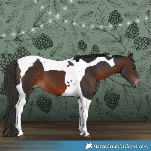 Horse Color:Brown Tobiano Appaloosa 