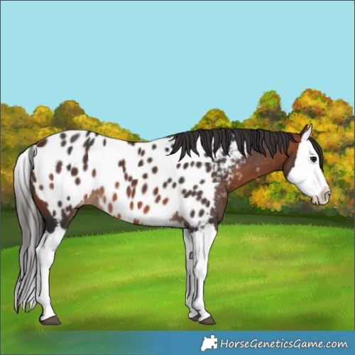 Horse Color:Bay Splash Appaloosa
