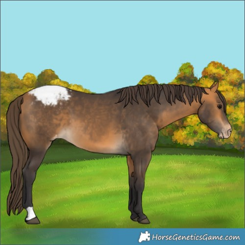 Horse Color:Buckskin Appaloosa