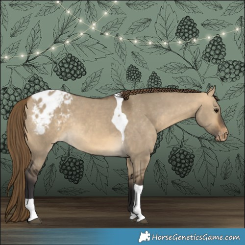 Horse Color:Buckskin Dun Tobiano Appaloosa Rabicano 