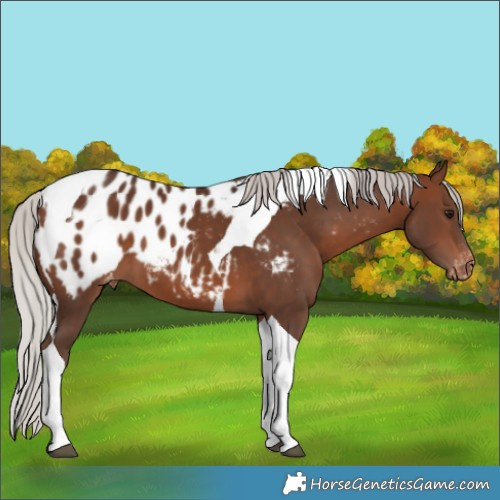 Horse Color:Silver Brown Tobiano Appaloosa 