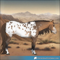 Horse Color:Buckskin Frame Appaloosa 