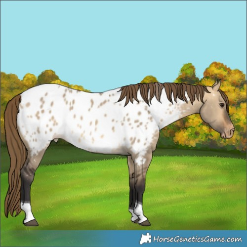 Horse Color:Buckskin Dun Tobiano Appaloosa 