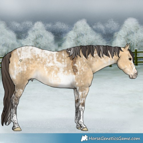Horse Color:Buckskin Dun Splash Tobiano  and Buckskin Dun Splash Tobiano 